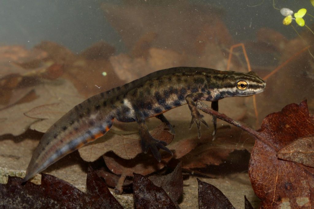 Tritone alpestre,crestato e punteggiato in primo piano